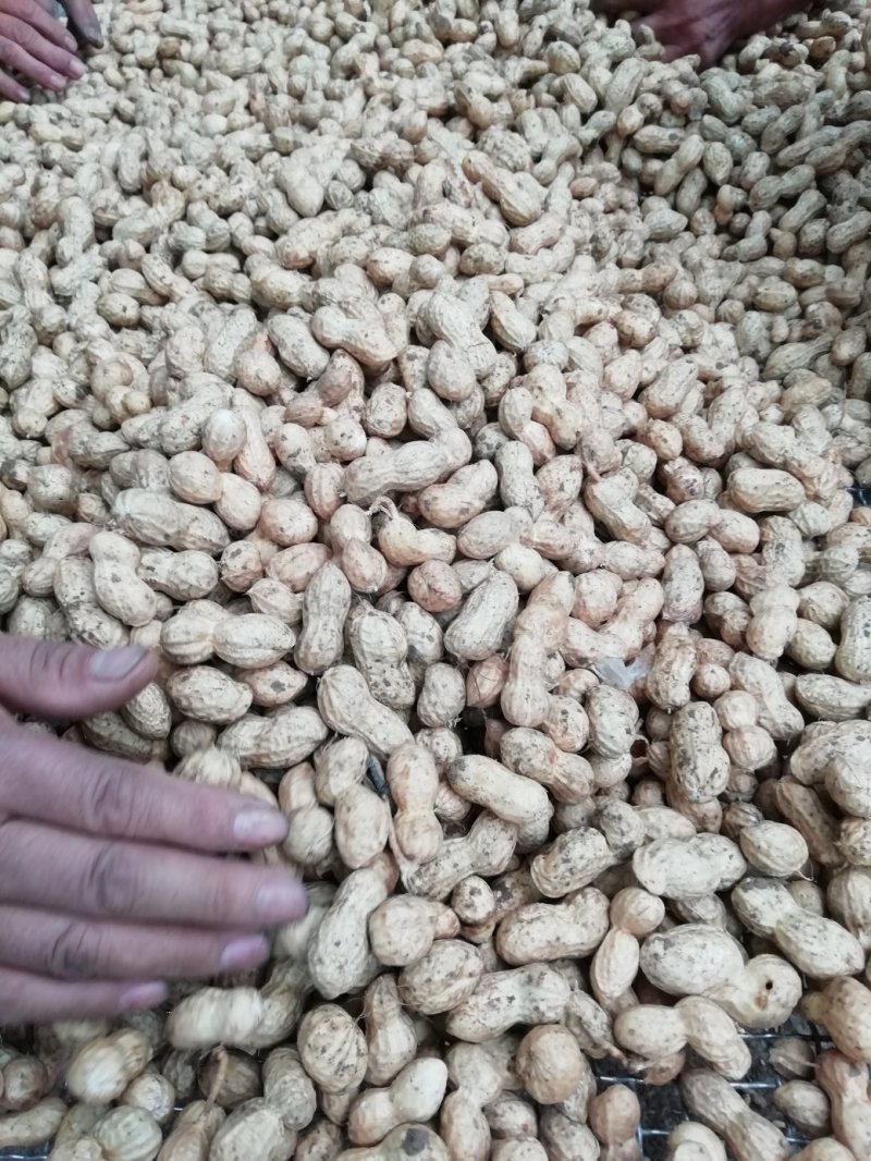 一百多亩鲜花生上市中，质量好，上货量大