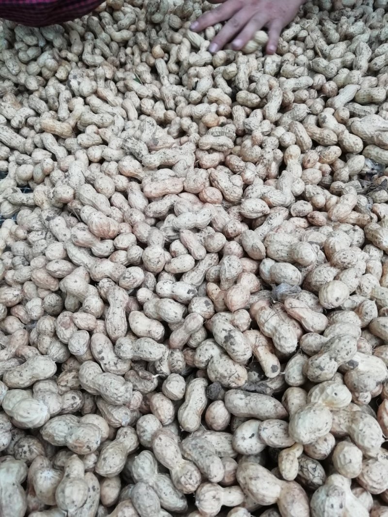 一百多亩鲜花生上市中，质量好，上货量大