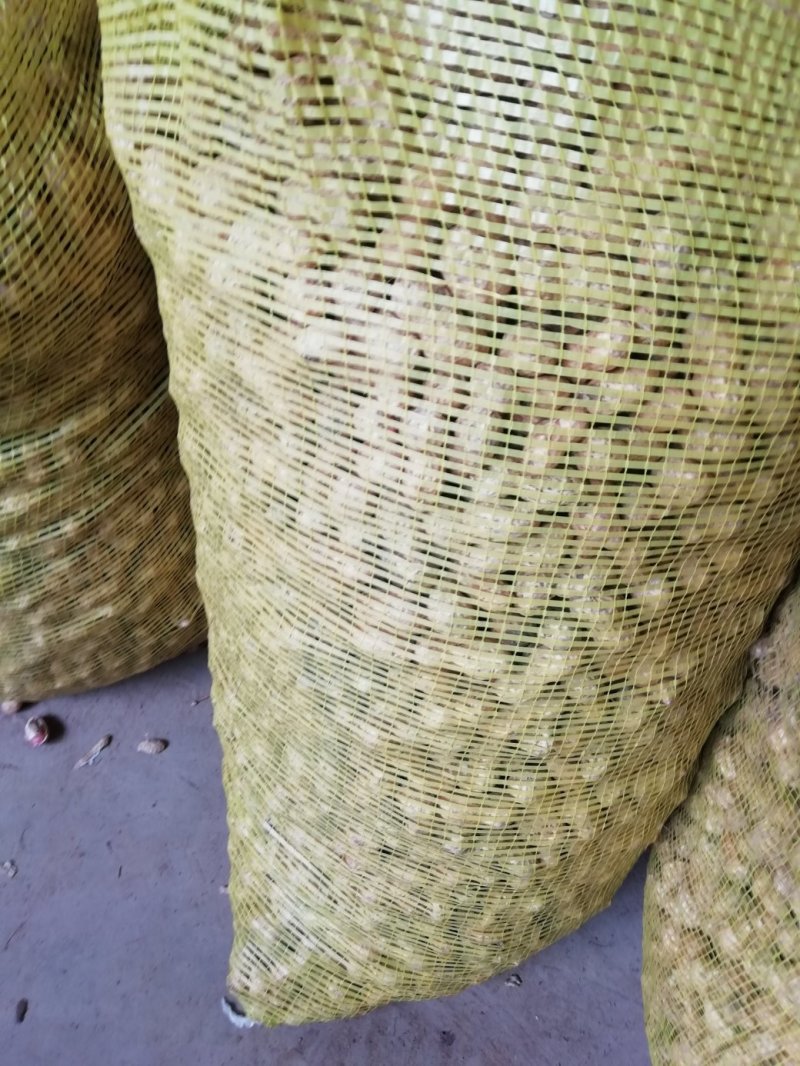 一百多亩鲜花生上市中，质量好，上货量大