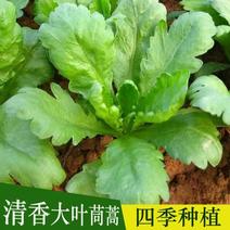 香港大叶茼蒿种子叶厚味香浓生长快速产量高抗病强