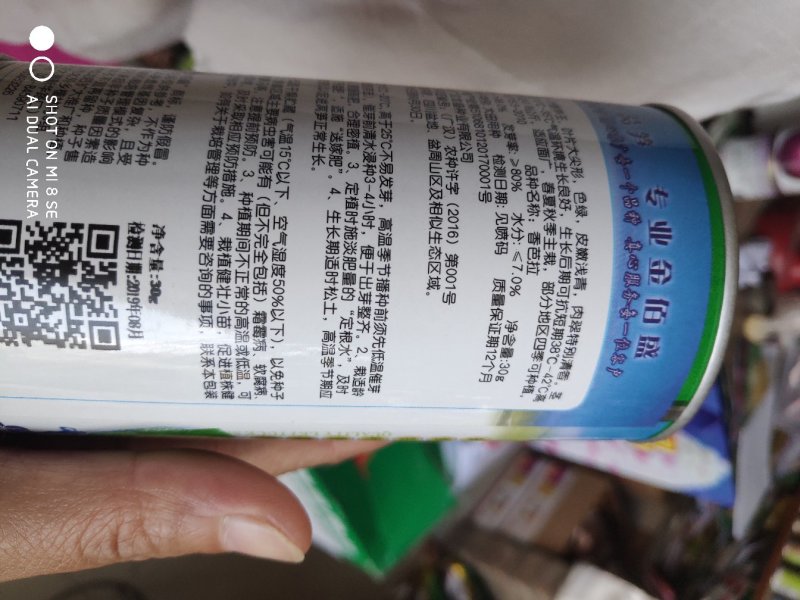 莴笋种子香芭拉青皮青肉香莴笋种子