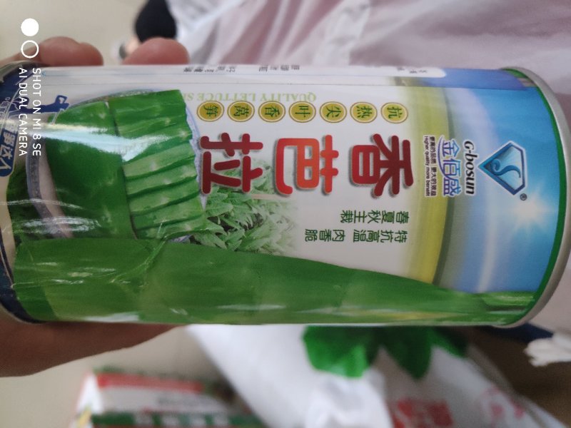 莴笋种子香芭拉青皮青肉香莴笋种子