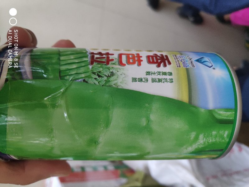 莴笋种子香芭拉青皮青肉香莴笋种子