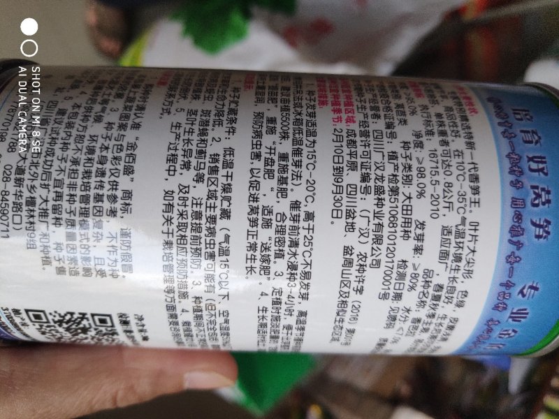 莴笋种子香芭拉青皮青肉香莴笋种子