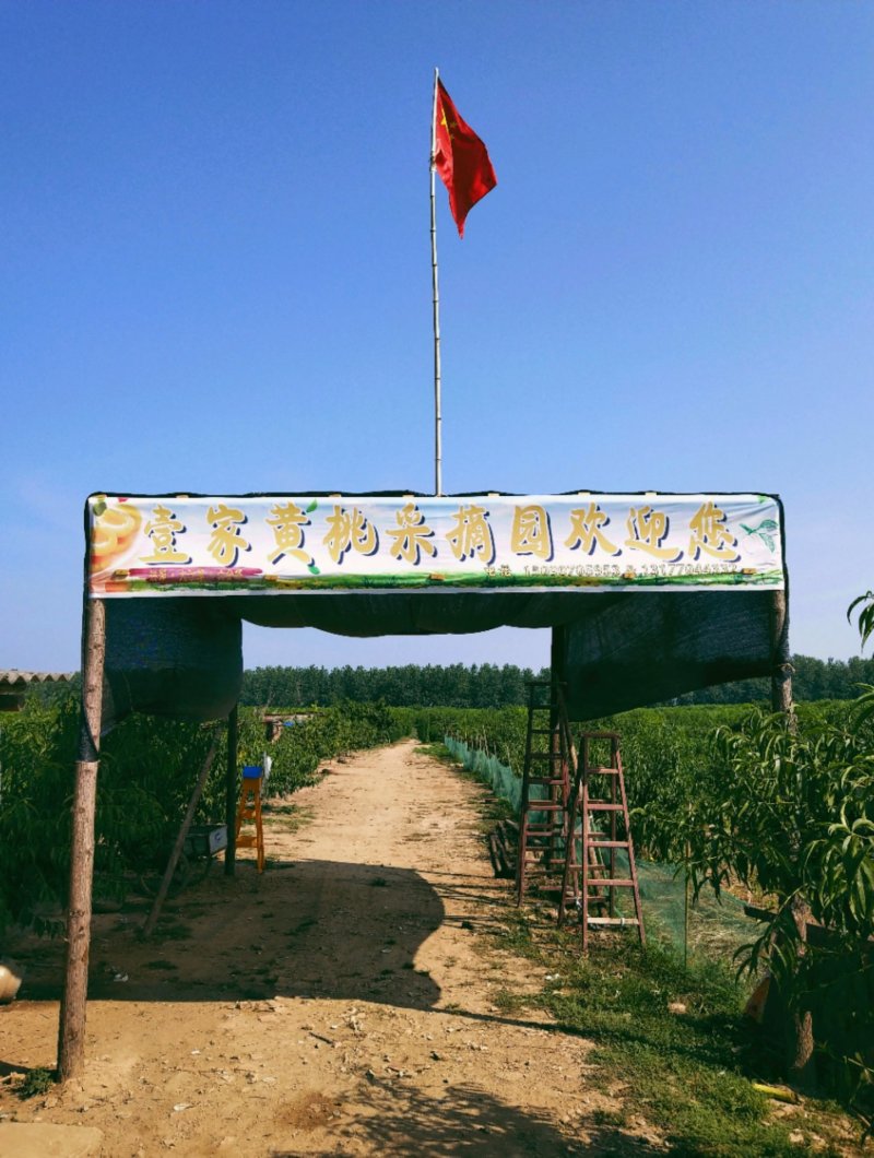 👄👄美味锦绣黄桃精挑细选，有机认证