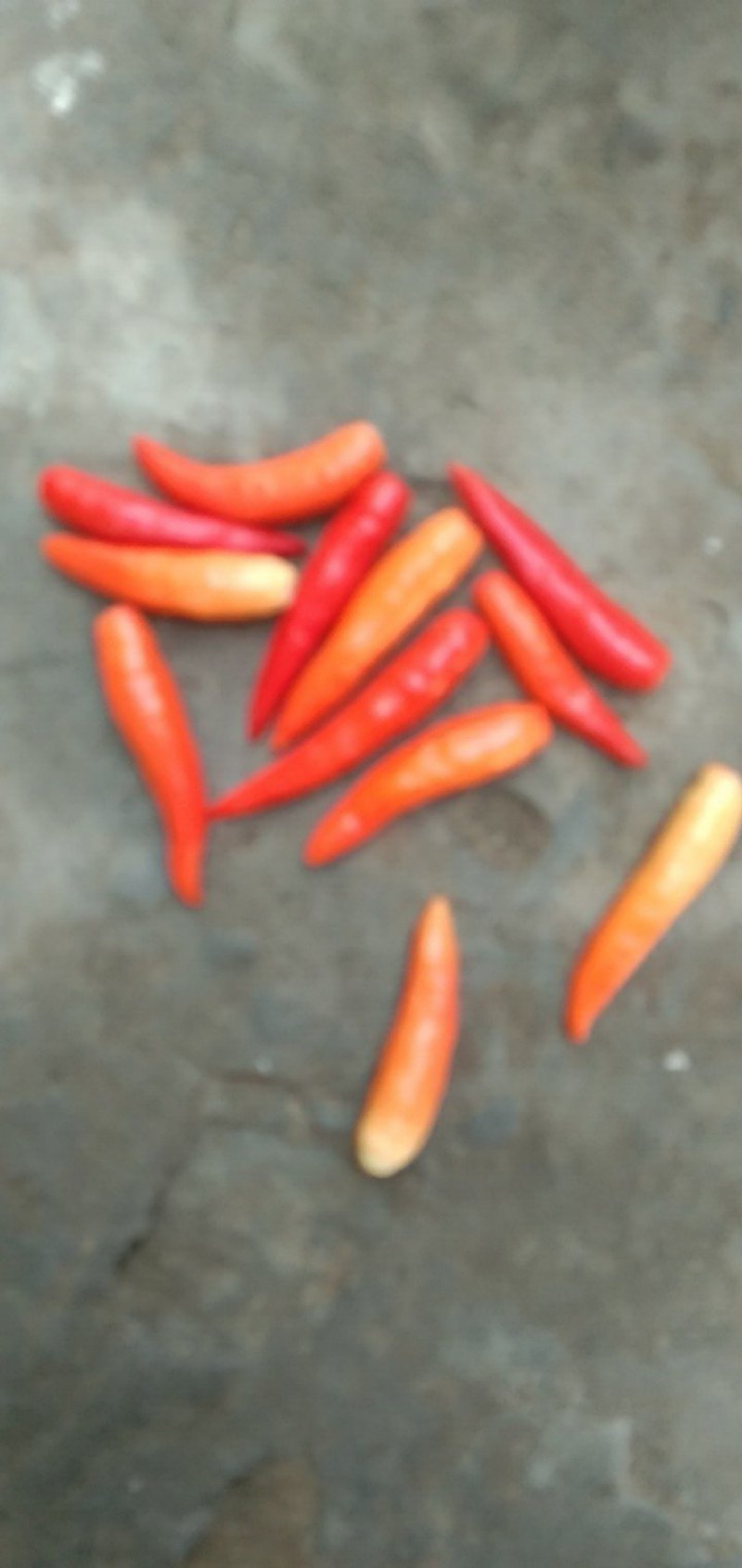 鲜辣椒