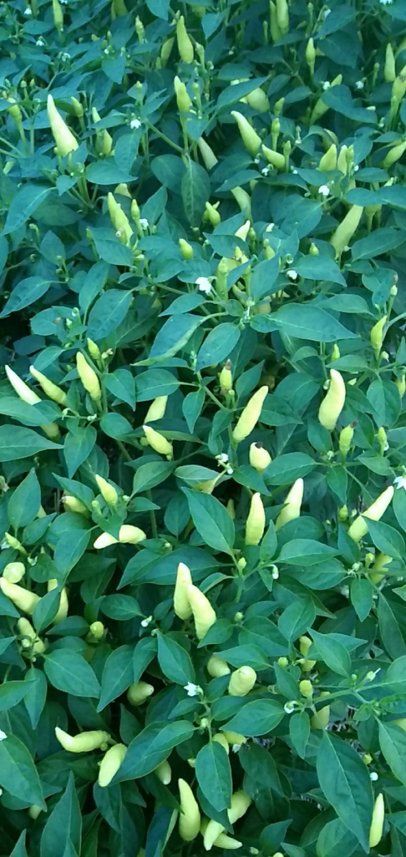 鲜辣椒