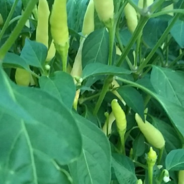 鲜辣椒