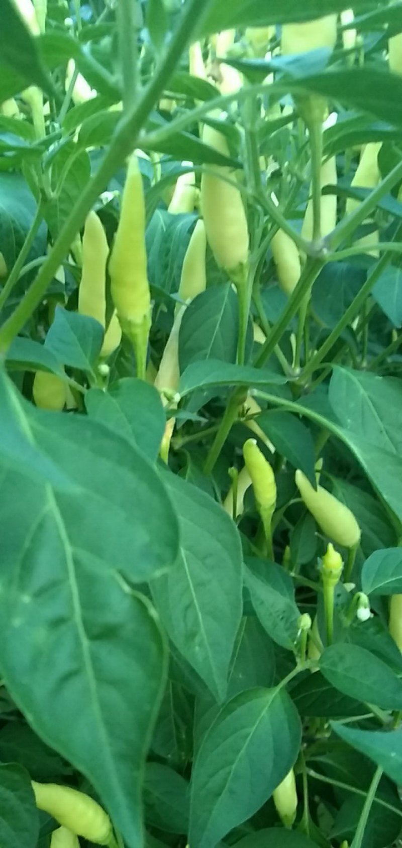 鲜辣椒