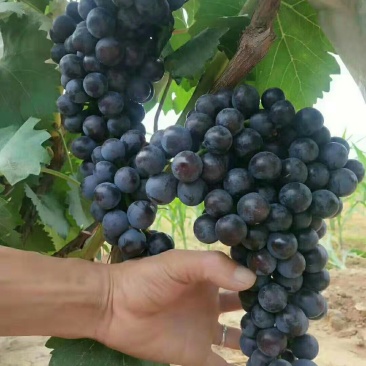 夏黑葡萄