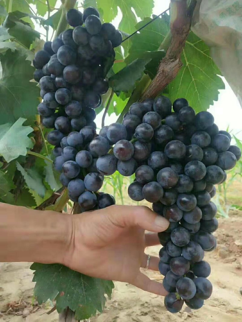 夏黑葡萄