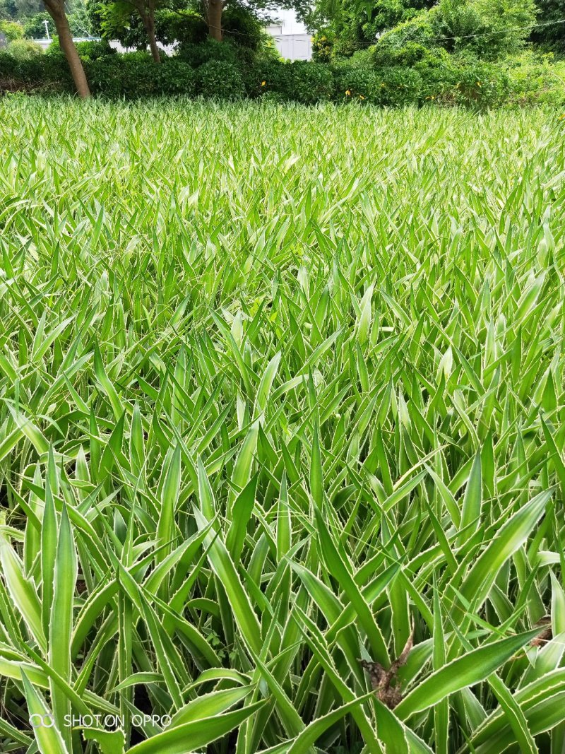 龙舌兰高度30到40厘米福建苗木基地批发