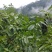 (新品上市)(热销)《产地直发》四川大凉山盐源县核桃