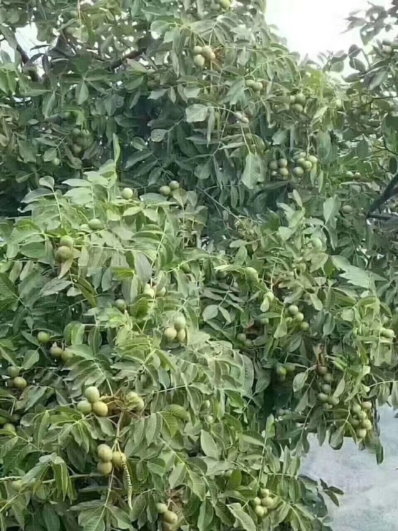 (新品上市)(热销)《产地直发》四川大凉山盐源县核桃