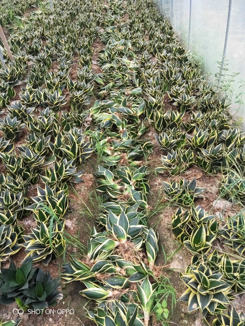 虎皮兰荷花兰虎尾兰高10到20厘米福建漳州苗木基地