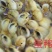 孵化厂直销多蛋鸭苗，多蛋鸭苗