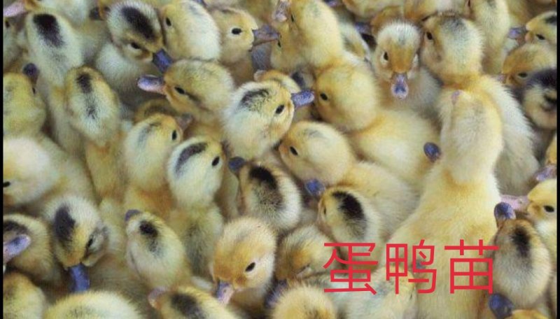 孵化厂直销多蛋鸭苗，多蛋鸭苗