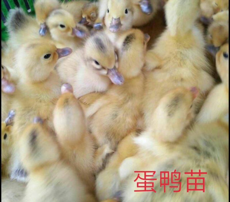 孵化厂直销多蛋鸭苗，多蛋鸭苗