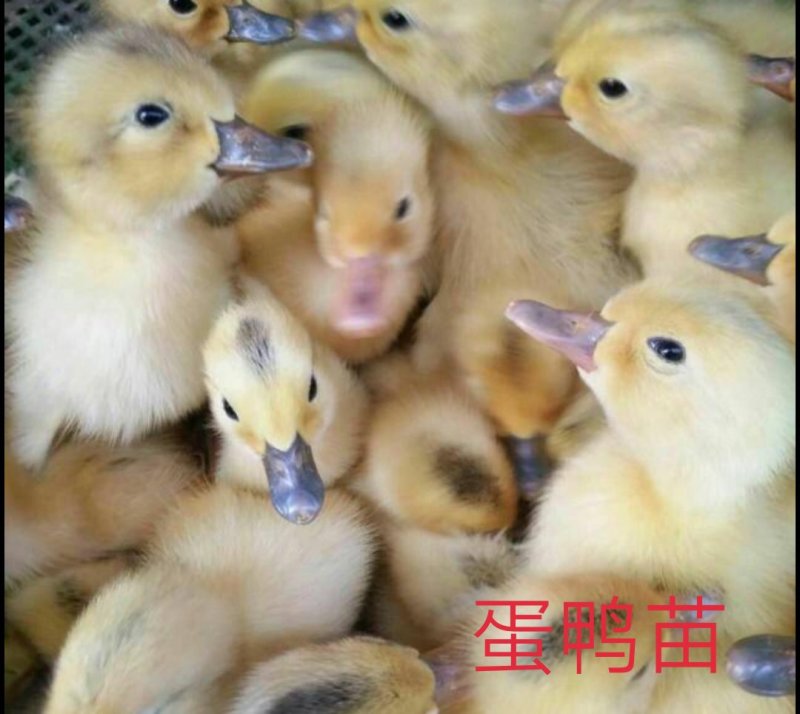 孵化厂直销多蛋鸭苗，多蛋鸭苗