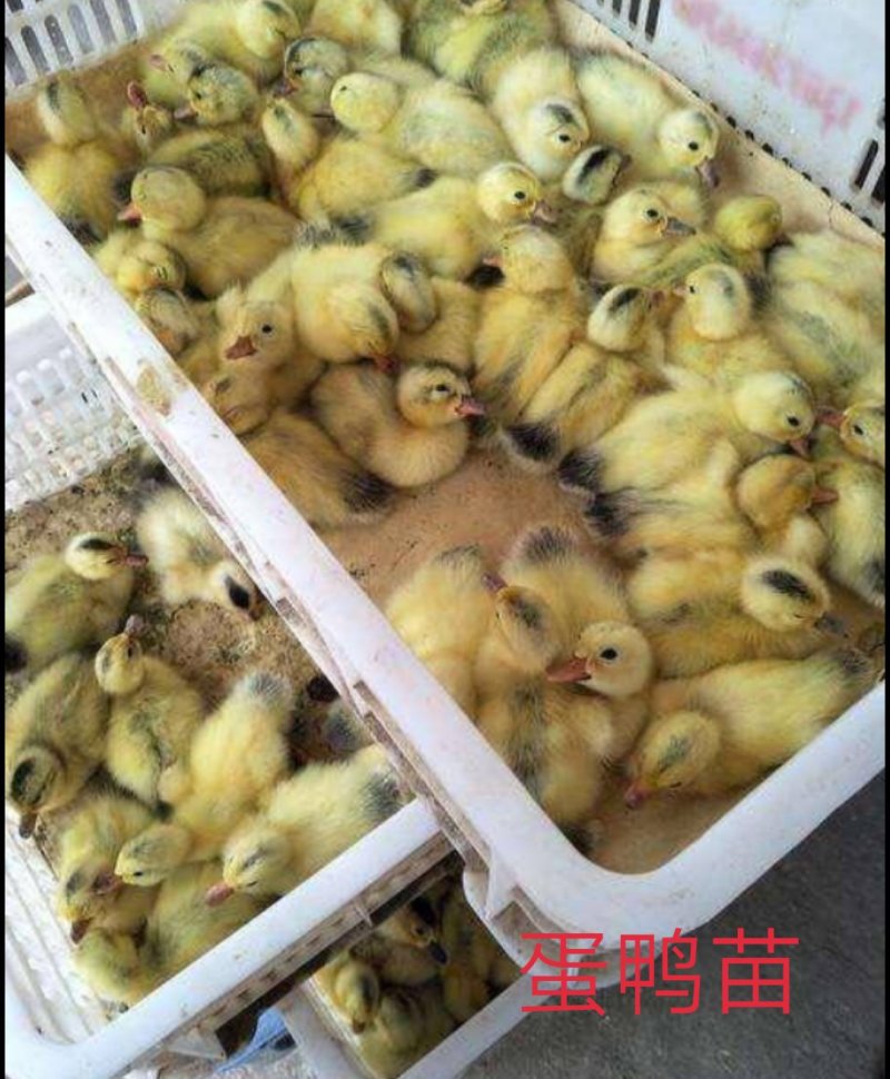 孵化厂直销多蛋鸭苗，多蛋鸭苗