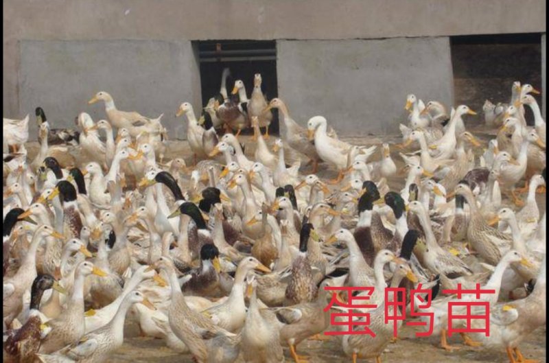 孵化厂直销多蛋鸭苗，多蛋鸭苗