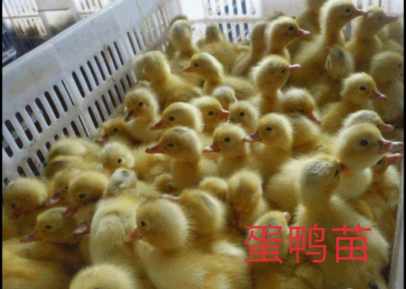 孵化厂直销多蛋鸭苗，多蛋鸭苗