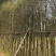 刚竹高3.5米到4.5米福建漳州苗木基地
