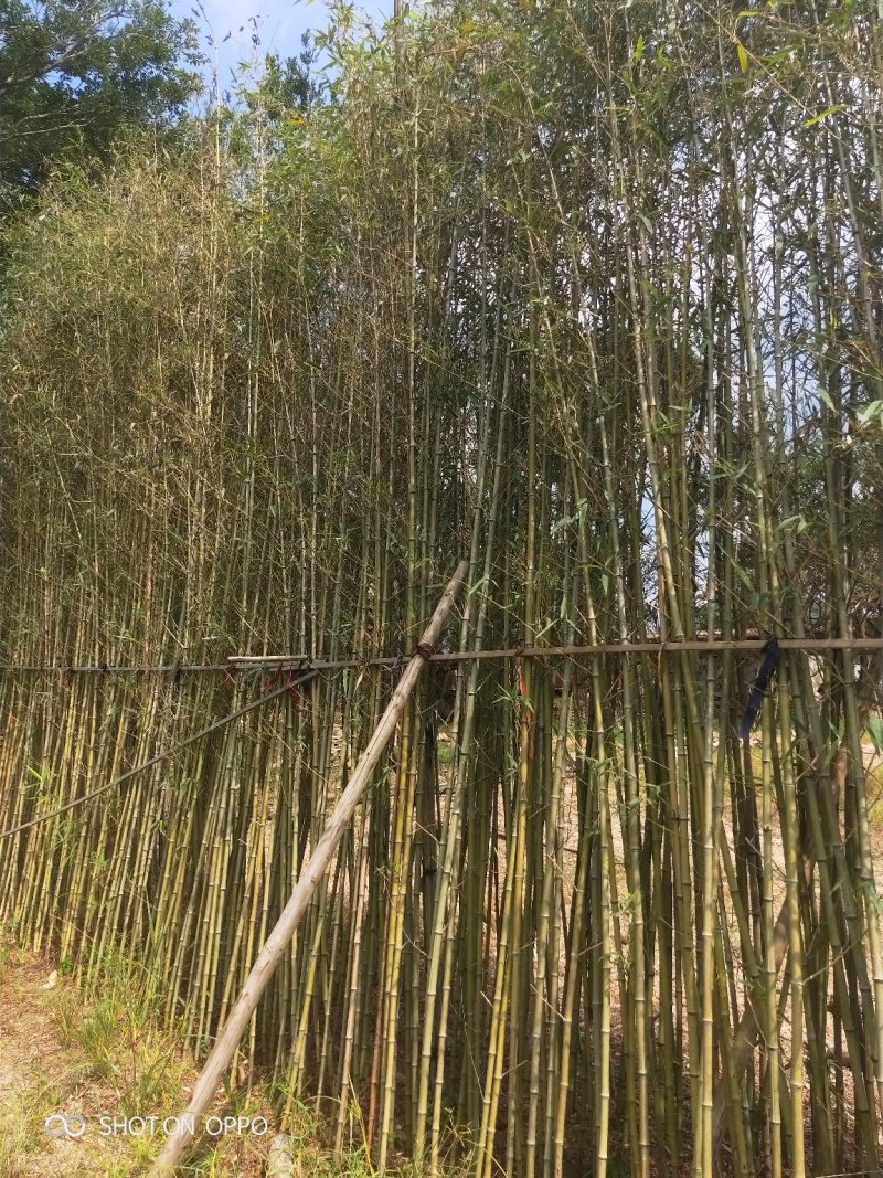刚竹高3.5米到4.5米福建漳州苗木基地