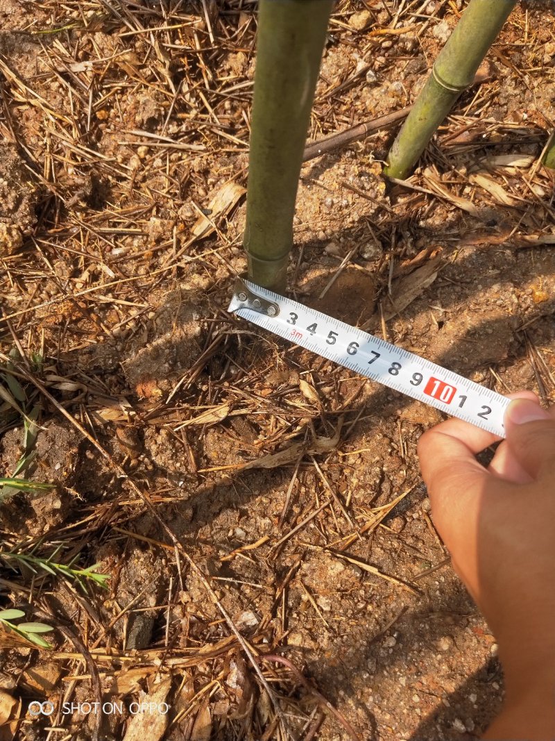 刚竹高3.5米到4.5米福建漳州苗木基地