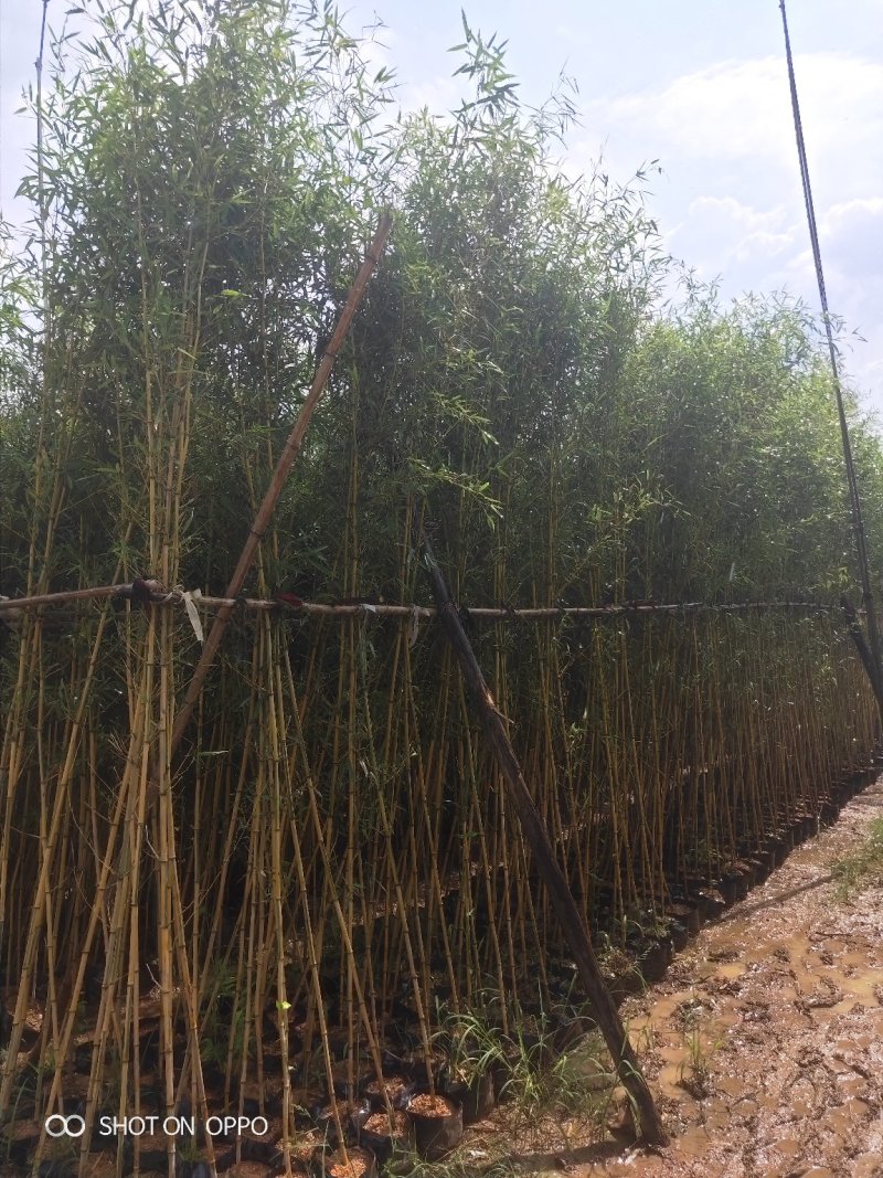 刚竹高3.5米到4.5米福建漳州苗木基地
