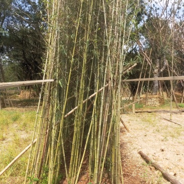 刚竹高3.5米到4.5米福建漳州苗木基地