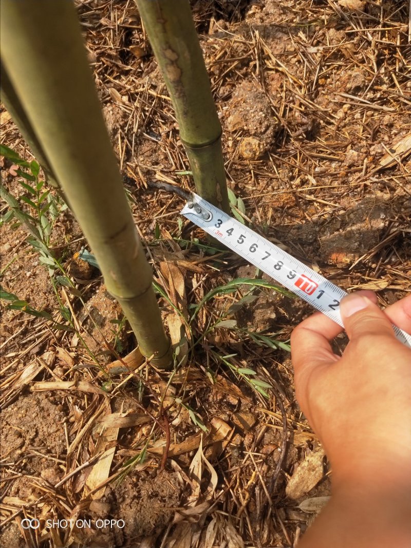刚竹高3.5米到4.5米福建漳州苗木基地