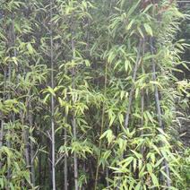 紫竹高2.5米到3米福建漳州苗木基地地被苗
