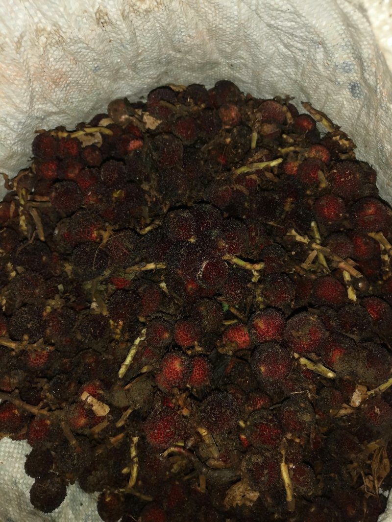 砂仁