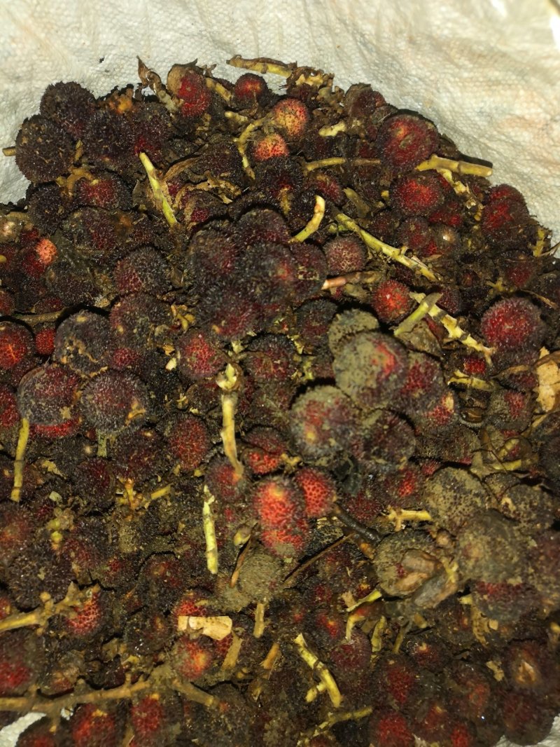 砂仁
