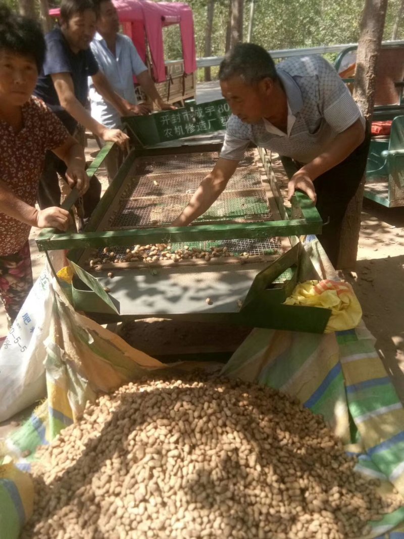 鲁花8商花5白沙鲜花生大量上市人工手捡颗粒饱满