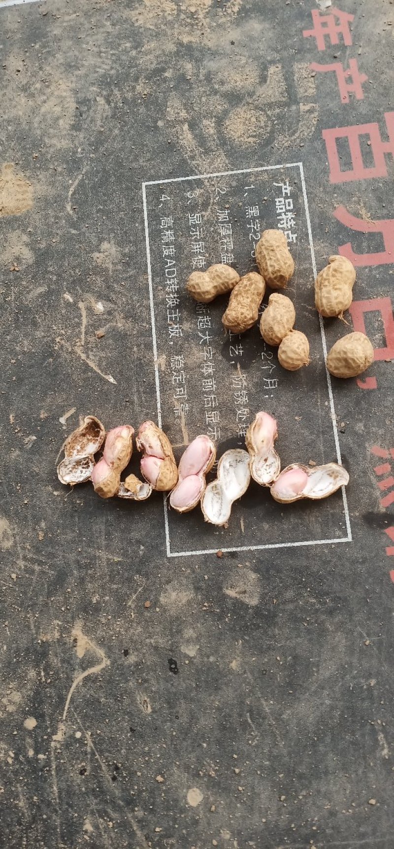 鲁花8商花5白沙鲜花生大量上市人工手捡颗粒饱满