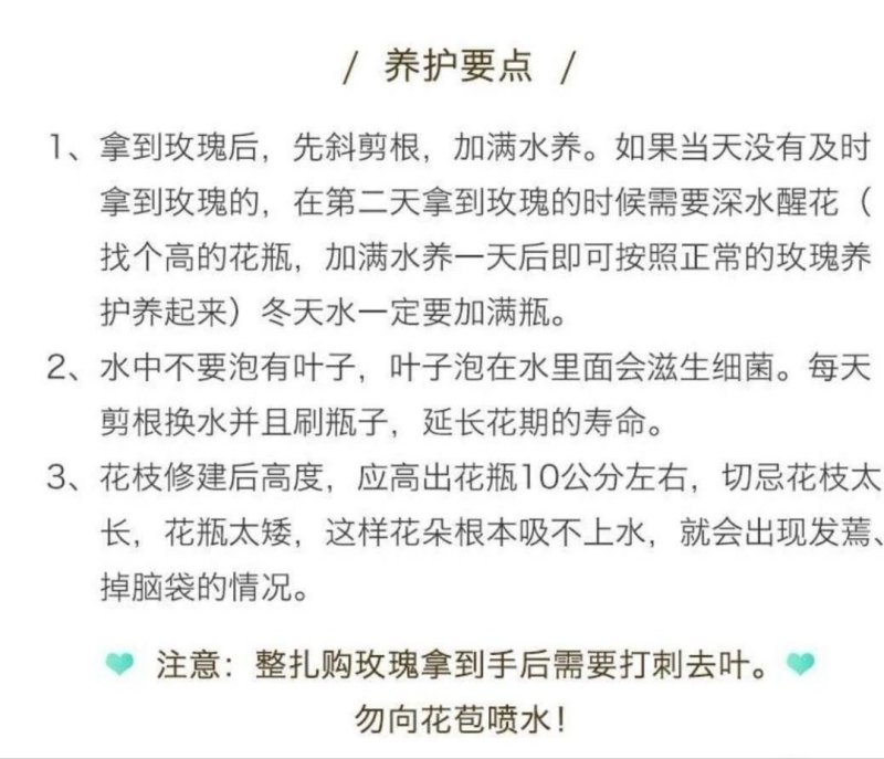 玫瑰扶郎鲜切花基地常年批发一扎20支包邮婚庆家庭办工装饰