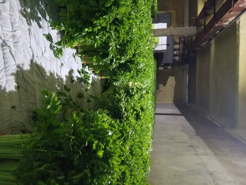 高原夏季精品毛芹大量上市啦！
