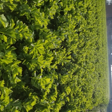 高原夏季精品毛芹大量上市啦！