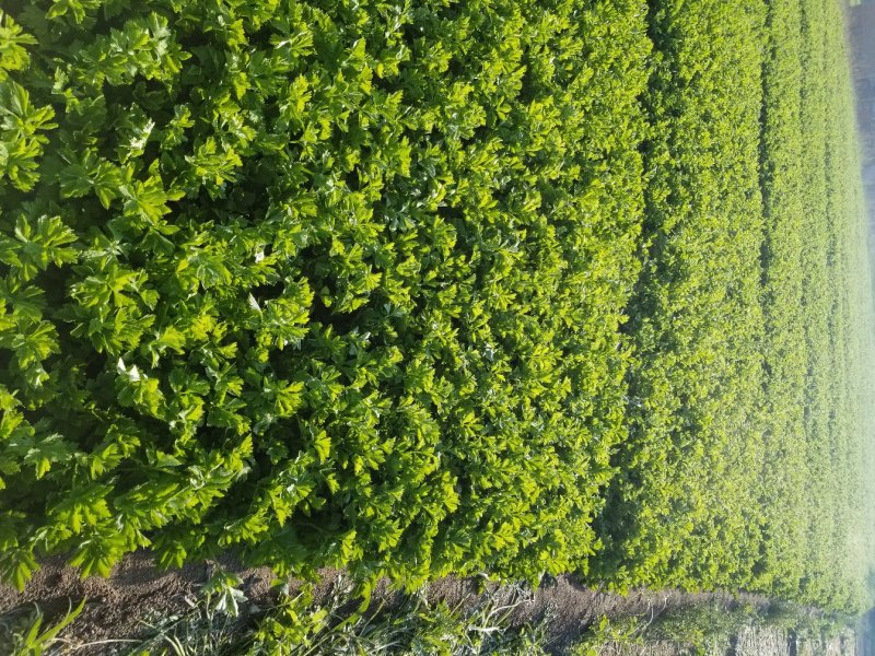 高原夏季精品毛芹大量上市啦！