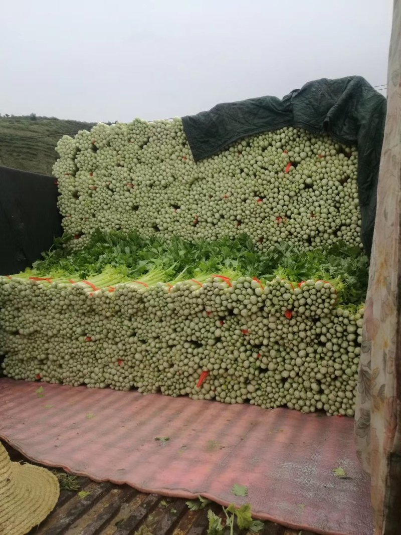 高原夏季精品毛芹大量上市啦！