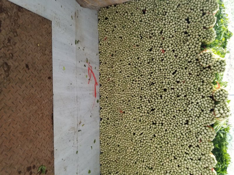 高原夏季精品毛芹大量上市啦！