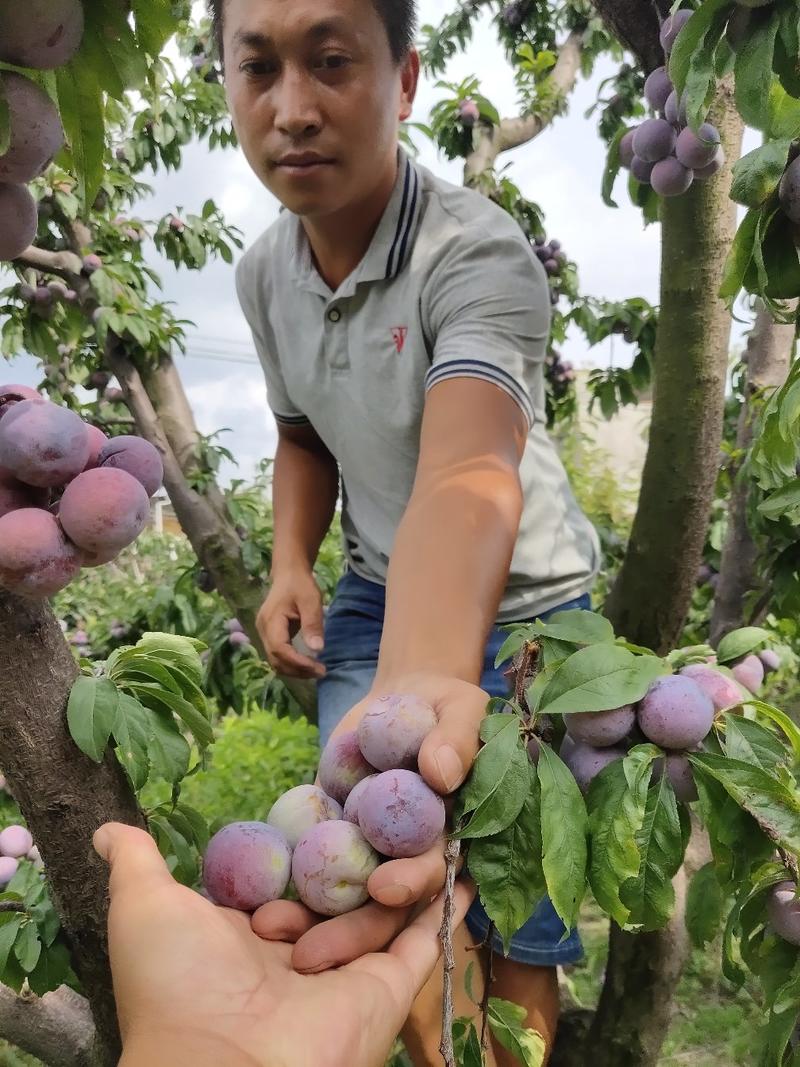 产地直发四川脆红李子脱骨李果期长货量大支持视频看货