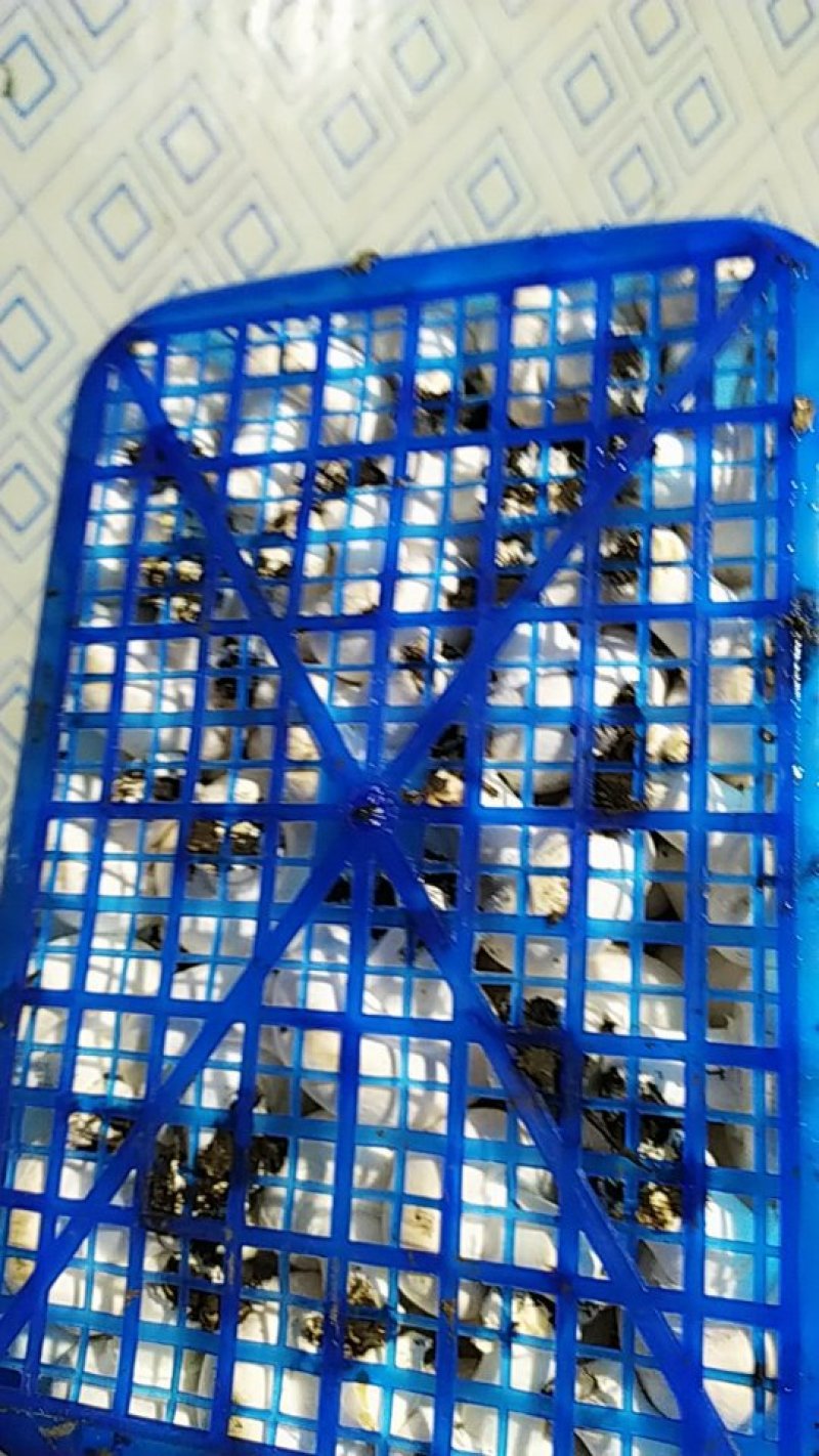 双孢菇
