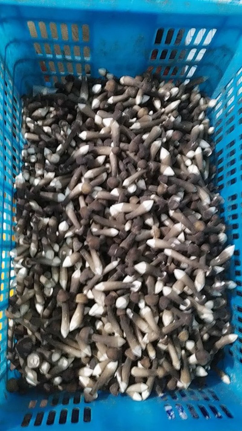 鸡枞菌
