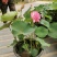 水生植物常绿鸢尾种植，各种水生植物盆栽组合。