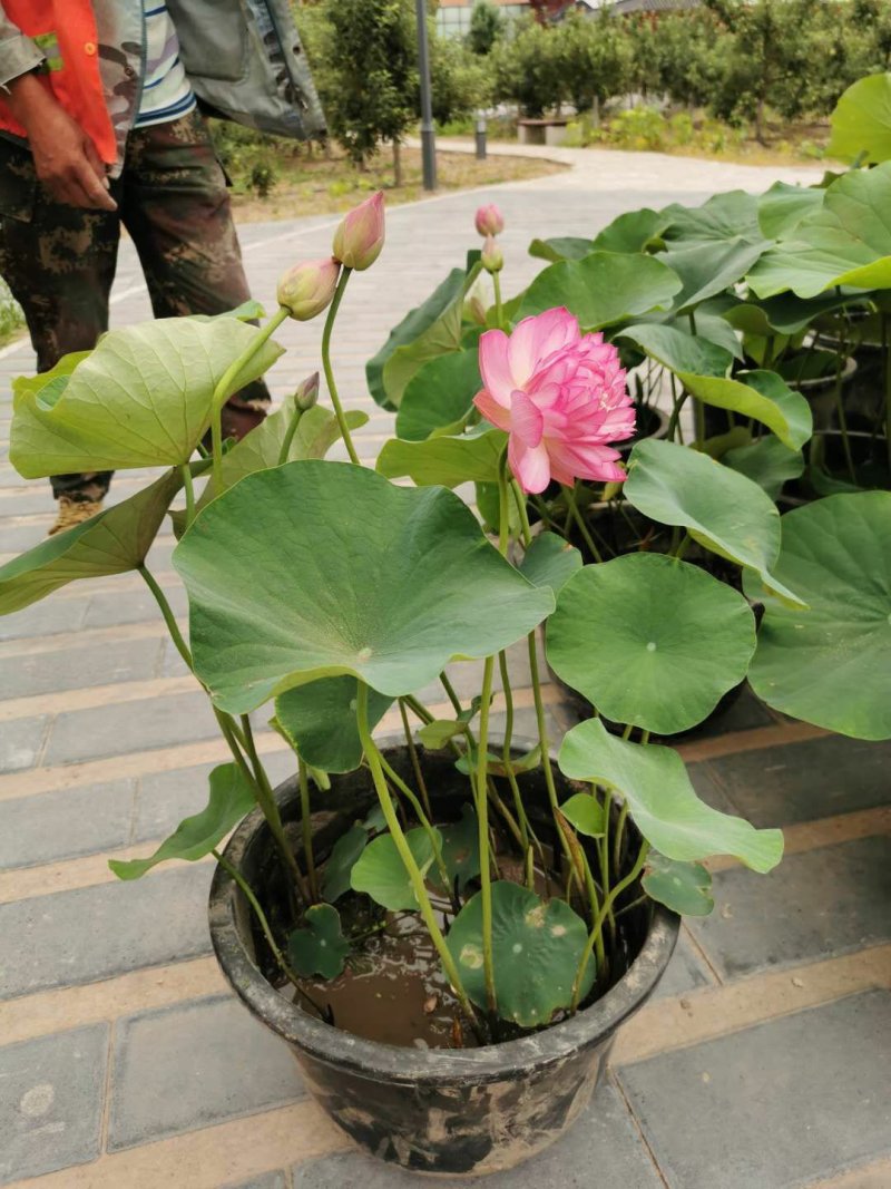 水生植物常绿鸢尾种植，各种水生植物盆栽组合。