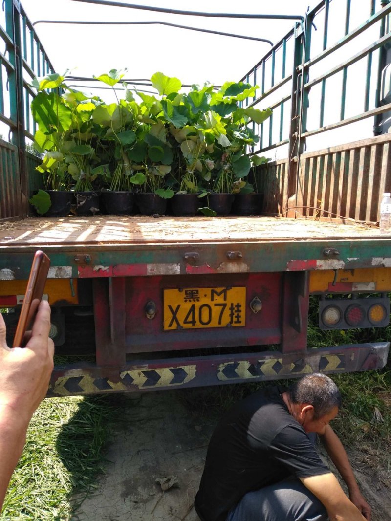 水生植物常绿鸢尾种植，各种水生植物盆栽组合。