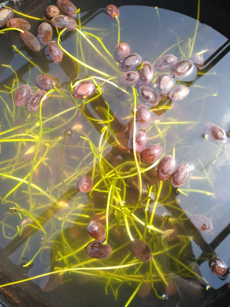 水生植物常绿鸢尾种植，各种水生植物盆栽组合。